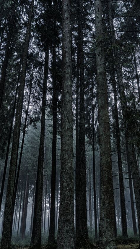 Dark Forest Wallpaper - iPhone, Android & Desktop Backgrounds