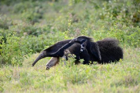 Aardvark vs Anteater: Difference Between Them & How They’re the Same