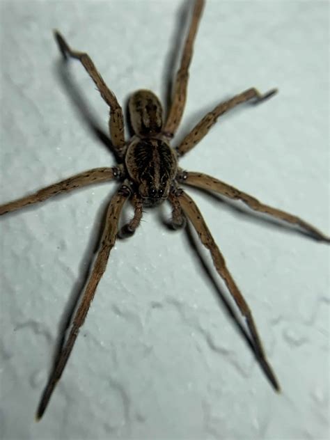 Wolf Spider at my house - Dave's Pest Control