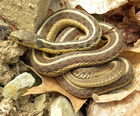 Common Garter Snake Facts and Pictures