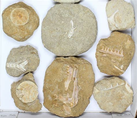 Flat: Cretaceous Marine Vertebrate Fossils - 14 Pieces (#96114) For ...