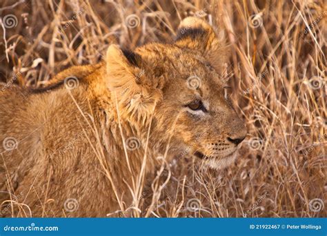 Baby Lion Walking in the Grass Stock Image - Image of head, safari ...