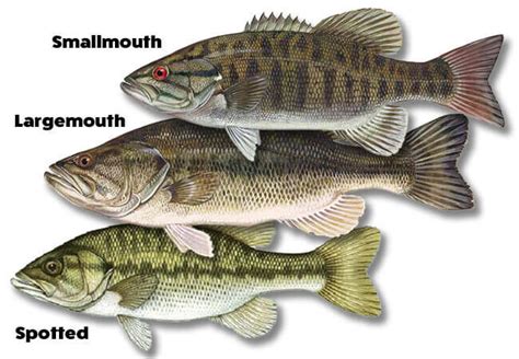 Spotted vs Largemouth Bass - The Complete Guide | Ouachita