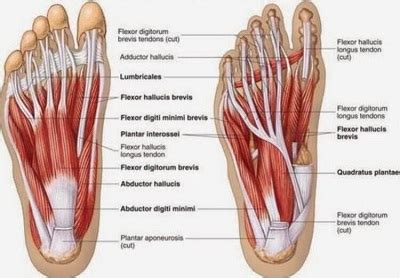 Foot and Ankle Anatomy - Bones, Muscles, Ligaments & Tendons