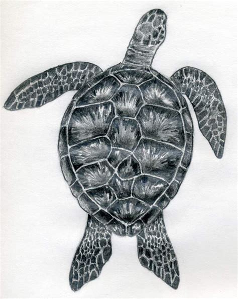 How To Draw A Turtle | Turtle drawing, Turtle sketch, Turtle art