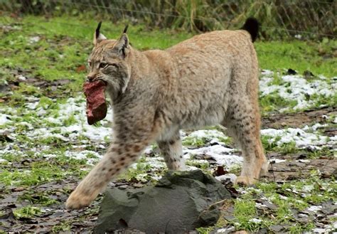 Lynx Animal Feed - Free photo on Pixabay - Pixabay