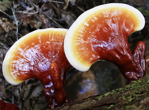 Ganoderma-lucidum-reishi-lingzhi-medicinal-mushroom - Myko San