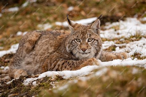 Free Photo | Beautiful and endangered eurasian lynx in the nature ...