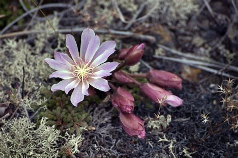 Montana Wildflowers & Ethical Harvesting - Earth Within Flowers