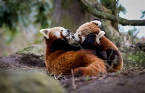 Playing red panda cubs in 2020 | Red panda, Scary animals, Cute animals