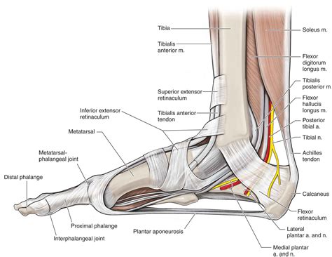 Diagram Of The Foot Tendons