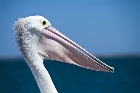 Free Images : beach, sea, nature, outdoor, bird, wing, white, shore ...