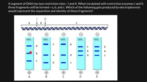 How To Read Gel Electrophoresis