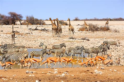 The Complete Guide to Etosha National Park | Travel Journal by Designer ...