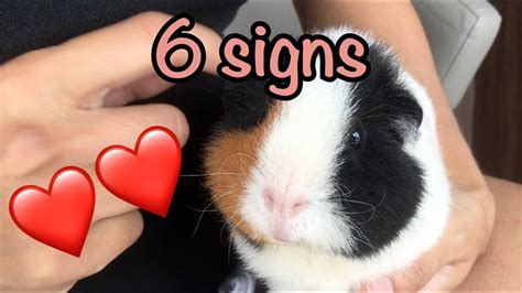 6 signs that your guinea pig loves you - YouTube