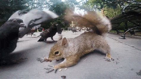 There's an Angry Squirrel in NYC and It's Already Attacked at Least ...