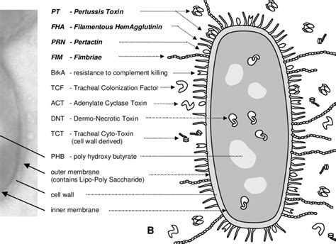 Pertussis Bacteria