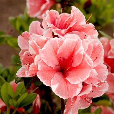 ENCORE AZALEA 1 Gal. Autumn Sunburst Shrub with Bicolor Coral Pink and ...