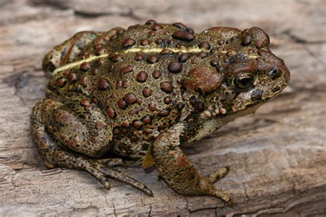 Boreal Toad Wolf Creek Bioblitz · | Free Nude Porn Photos