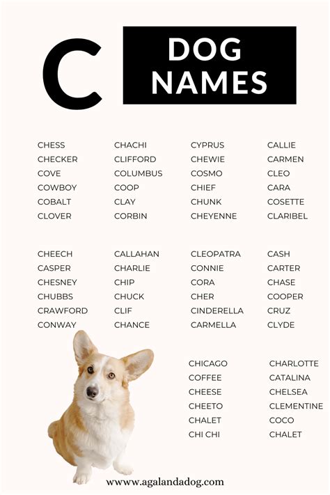 List of Dog Names That Start With C | Both Male & Female Name | Cute ...