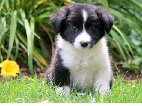 Border Collie Puppies For Sale | Seattle, WA #176260