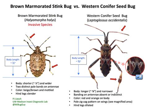 Visual ID Guides - Insect Diagnostic Lab