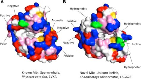 Myoglobin structure and function: A multiweek biochemistry laboratory ...