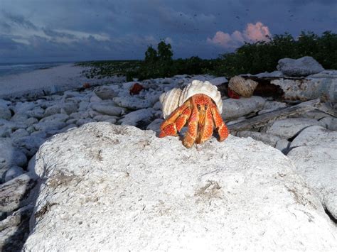 land hermit crabs in their natural habitat - Google Search | Granchio