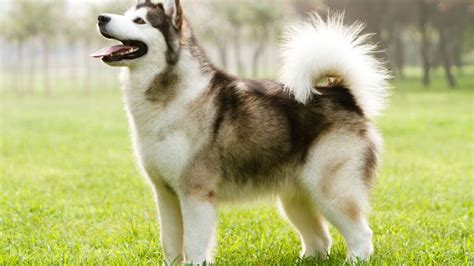 Alaskan Malamute: Características y diferencias con el Husky Siberiano