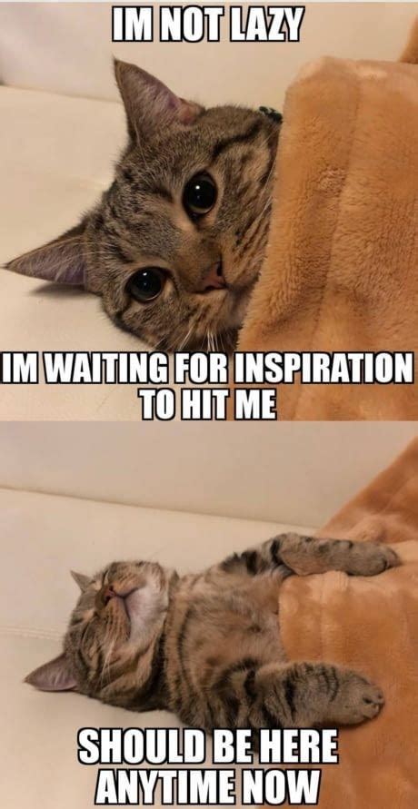 Motivation - Cat Meme Of The Decade - lol | cat memes | funny cats ...