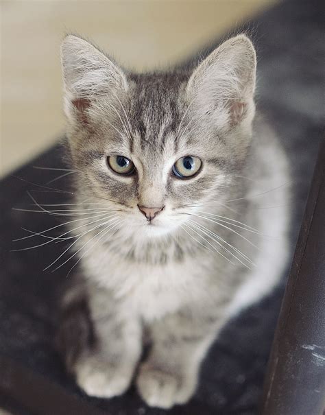 Free stock photo of grey, kitten, sitting