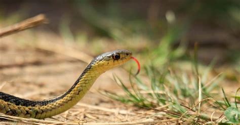 Are Garter Snakes Poisonous or Dangerous? - A-Z Animals