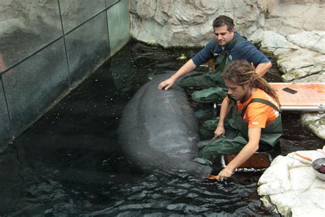 My journey behind the scenes of the Genoa Aquarium