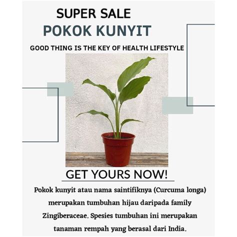 POKOK KUNYIT/ TURMERIC PLANT | Shopee Malaysia