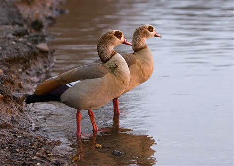 Types of Geese – Different Types of Geese