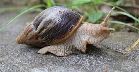 From Pet to Threat: The Giant African Snail