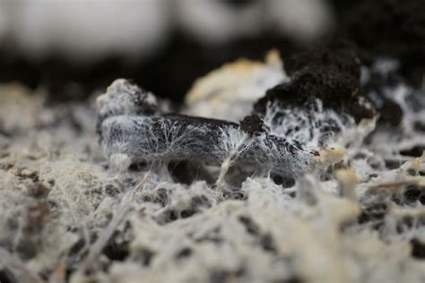 Mycelium Guide • Nifty Homestead