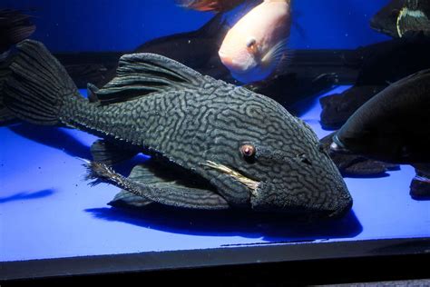 Royal Pleco Care Guide Tips - Aquariadise