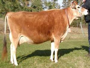 Jersey Cow - Suppliers, Traders & Wholesalers