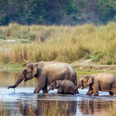 5 Famous Wildlife Sanctuaries In India - ScoutMyTrip Blog