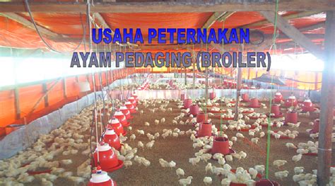 USAHA PETERNAKAN AYAM PEDAGING (BROILER) | Info Ternak Unggas