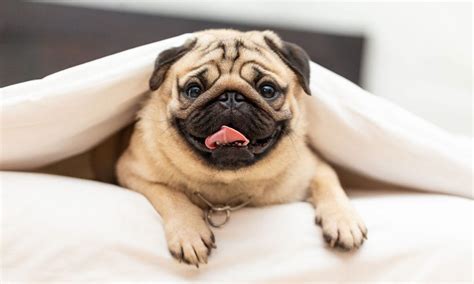 Pug Dog Breed: Characteristics, Care & Photos | BeChewy