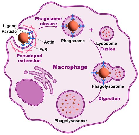 Phagocytosis Process Diagram