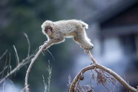 Photos: The Snow Monkeys of Nagano - The Atlantic