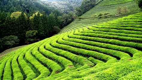 The Tea Gardens of Darjeeling | MAYFAIR Hotels & Resorts