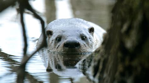 Newest Apex Predators In Chicagoland? Otters And Badgers | WBEZ