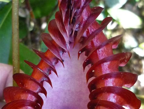 Exotica Plants - Nepenthes Plants Online Nursery