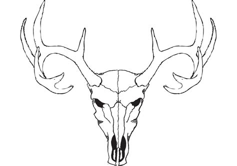 Deer Skull Vector - Download Free Vector Art, Stock Graphics & Images