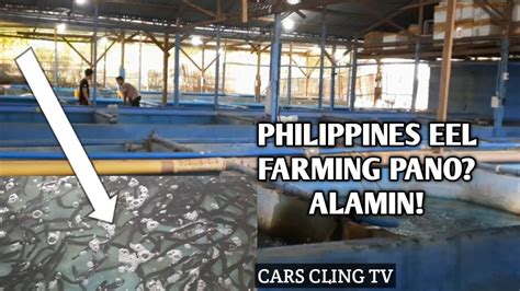 PHILIPPINES EEL FARMING| UNAGI KABAYAKI/ BI COLOR ANGUILA PACIFICA ...