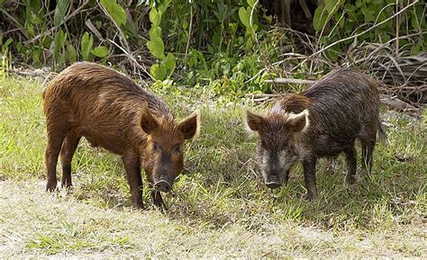 Musings of a Biologist and Dog Lover: Invasive Species: Feral Pig